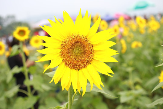 向日葵 向阳花 葵花 金色太阳