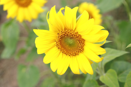 向日葵 向阳花 葵花 金色太阳