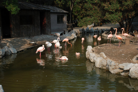 红鹳 火烈鸟 鸟类 动物 水面