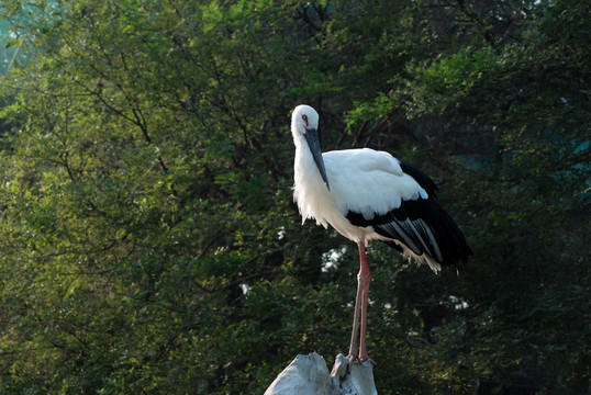白鹳 鸟类 动物 飞行动物