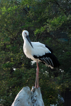白鹳 鸟类 动物 飞行动物