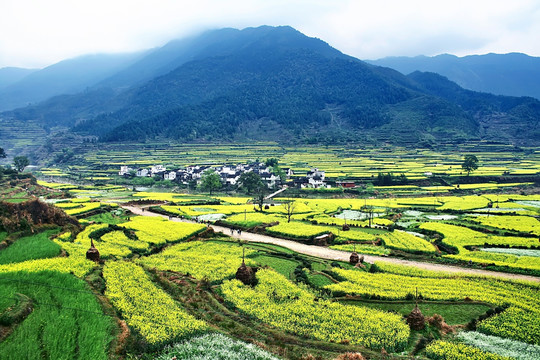 婺源江陵油菜花基地