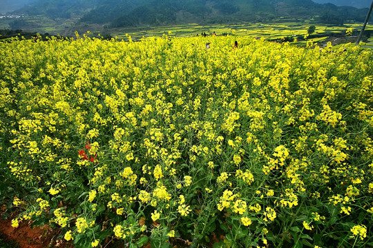 油菜花