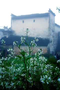 烟雨婺源