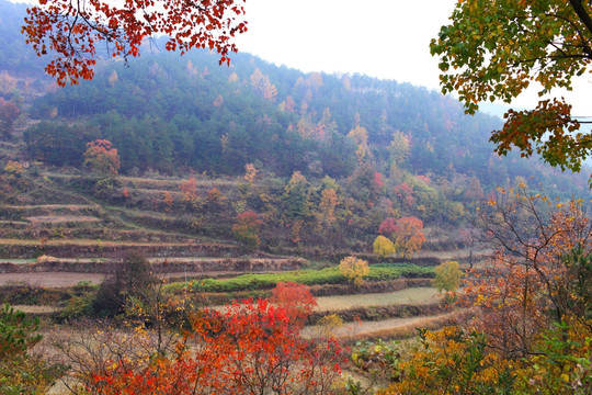 山野