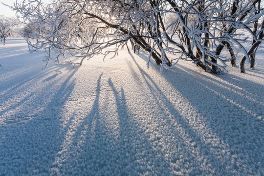 冰河晨曦 光影斑驳 霜花 小树