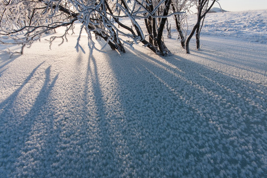 冰河晨曦 光影斑驳 霜花 小树