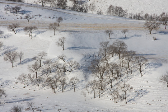 树林 原野 积雪 枯树