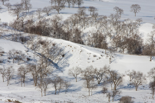 山坡 树林 雪地 枯树