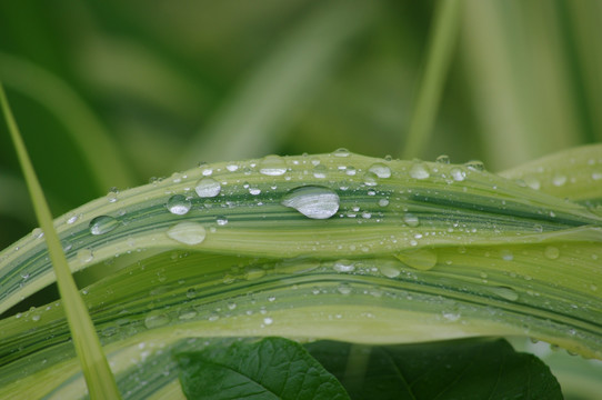 水草