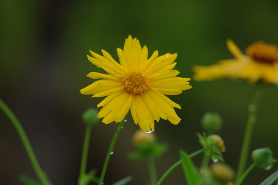 非洲菊