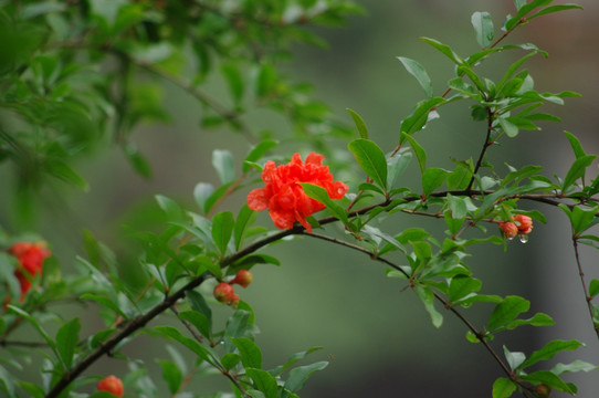 石榴花