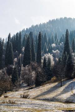 森林雪景