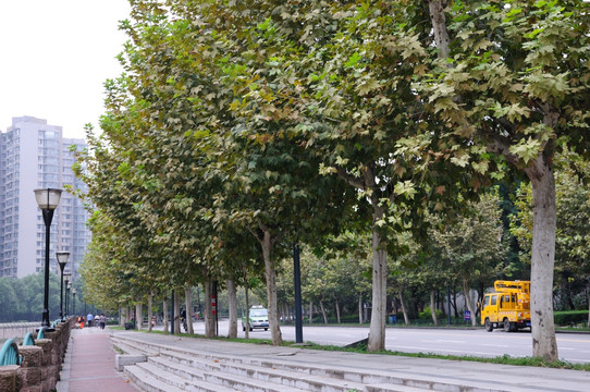 城市枫树街景