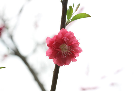 蜜蜂采蜜