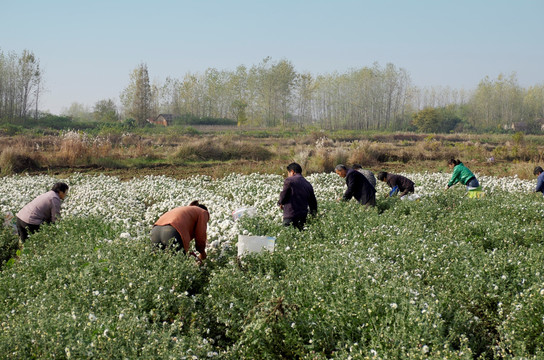 采收滁州贡菊 田间劳动生产