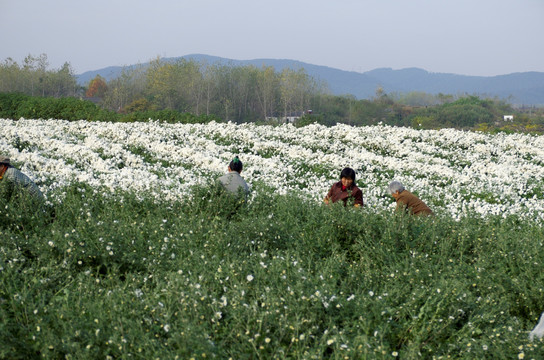 采收滁州贡菊 田间劳动生产