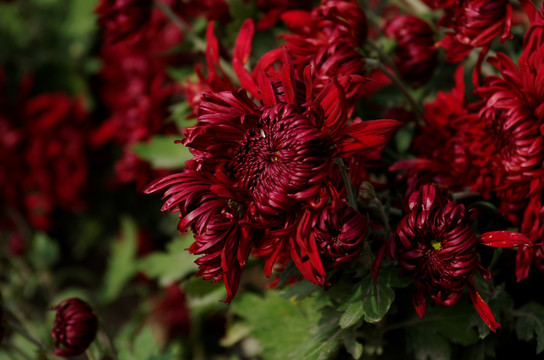 暗紅秋菊