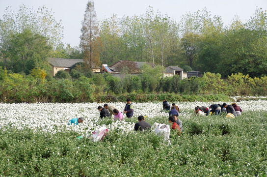 采收滁州贡菊 田间劳动生产