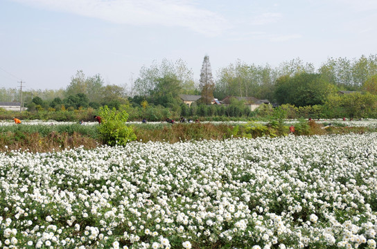 蓝天白云滁州贡菊园