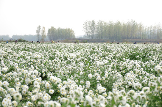 滁菊种植