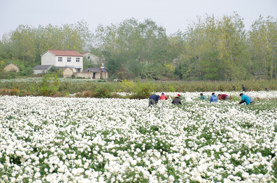 采收滁州贡菊 田间劳动生产