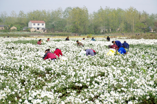 采收滁州贡菊 田间劳动生产