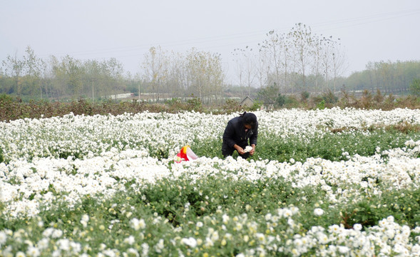 采收滁州贡菊 田间劳动生产