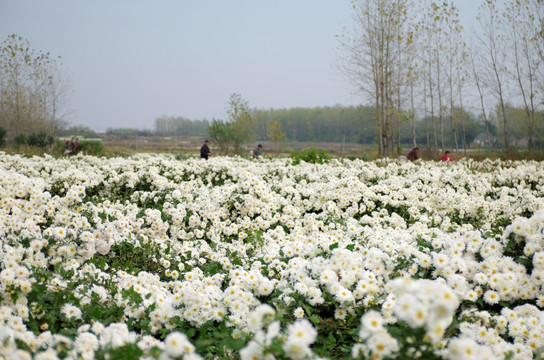 采收滁州贡菊 田间劳动生产