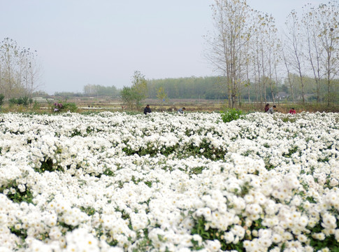 采收滁州贡菊 田间劳动生产