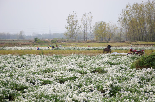 采收滁州贡菊 田间劳动生产