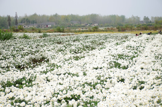 采收滁州贡菊 田间劳动生产