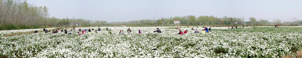 巨幅喷绘背景 滁州贡菊种植园