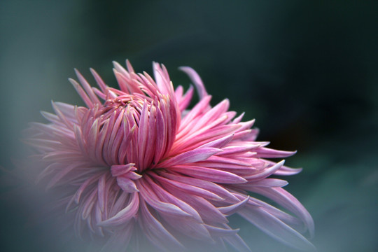 开封 菊园菊花展销