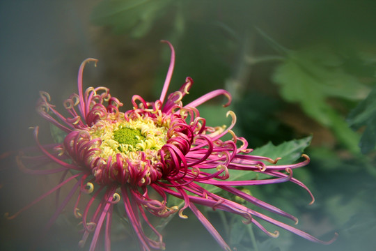 开封 菊园菊花展销