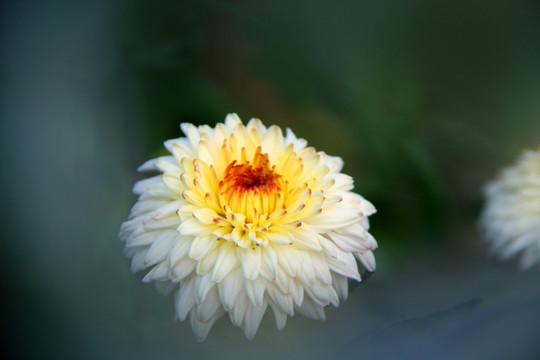 开封 菊园菊花展