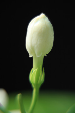 花蕾 花骨朵儿 茉莉花