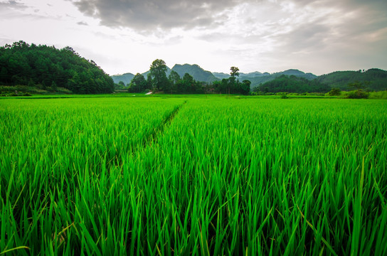 风景