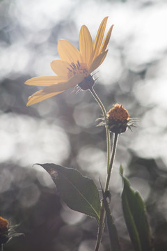 菊芋 高调