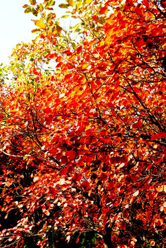 秋天阳光下的红栌树叶