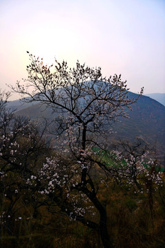 又是一年杏花开