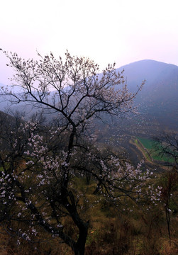 又是一年杏花開