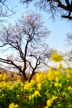 又是一年杏花開