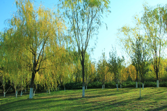 黄叶子树    秋景  秋天