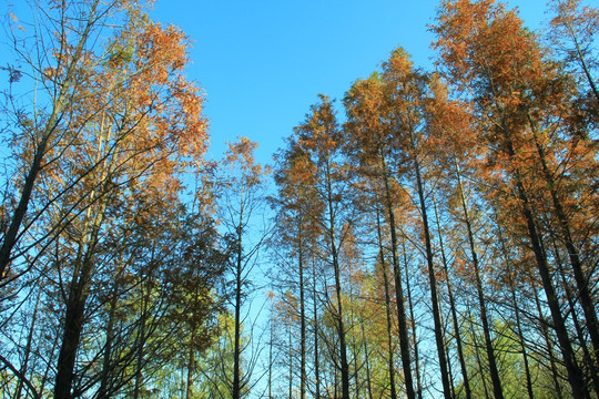 红杉树     秋天