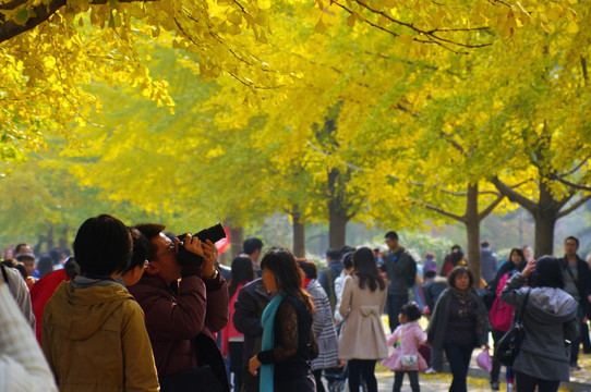 辽宁大学银杏路