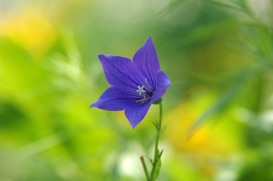 桔梗的花