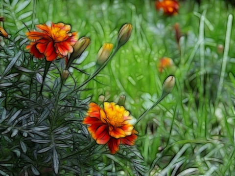 黃花裝飾畫