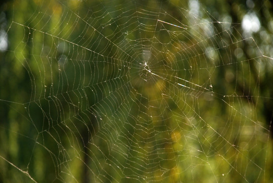 网 蜘蛛网 纹路 网络