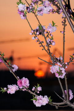 桃花 竖片 竖构图 日落